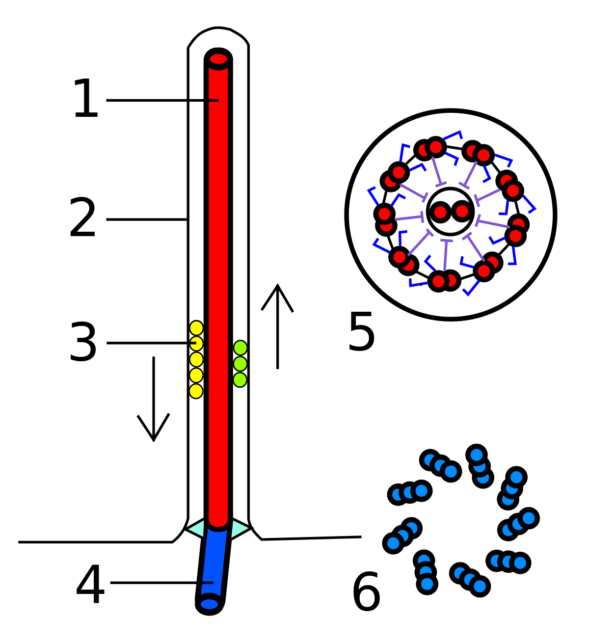 eukarya-flagella-svg