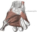 Thenar (left) and dorsal interossei (left) muscles