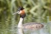 Podiceps cristatus 2 - Lake Dulverton.jpg