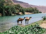 الجمال بوداي دربات