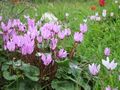 Cyclamen persicum