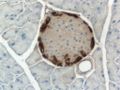 Mouse islet immunostained for glucagon