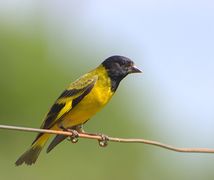 Hooded siskin (Spinus magellanica)