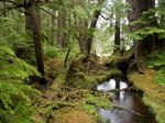 Temperate rainforest scenery