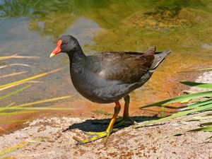 Dusky moorhen442.jpg