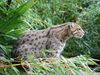 Fishing Cat Pessac zoo.jpg