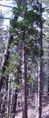 California Incense-cedar in Lassen Volcanic National Park