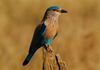 Indian Roller Bandhavgarh.jpg