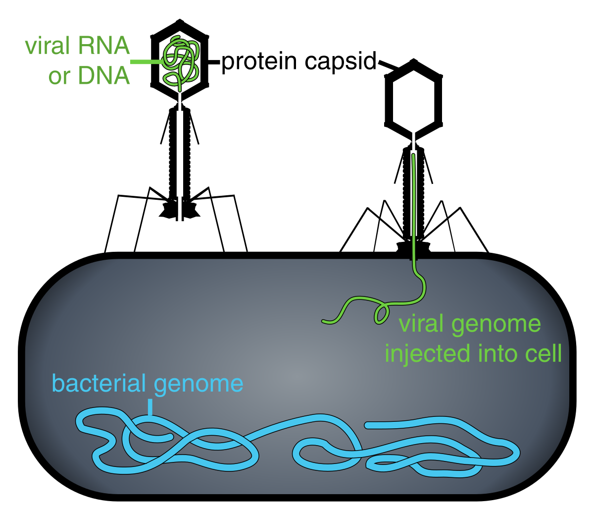 ملفphage Injecting Its Genome Into Bacteriasvg المعرفة 6995