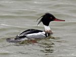 Red-breasted Merganser male RWD2.jpg