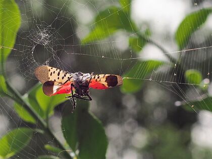 Adult spotted lanternfly caught and eaten by a spider in Delaware County, Pennsylvania