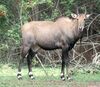 Boselaphus tragocamelus1.jpg