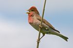 Carpodacus erythrinus 20060623.jpg