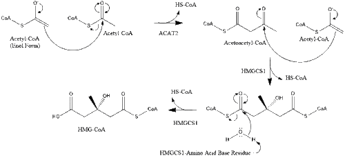 Condensation of Acetyl-CoA to HMG-CoA.gif
