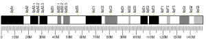 Chromosome 6 (mouse)