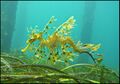 Sea dragons camouflaged to look like floating seaweed live in kelp forests and seagrass meadows.[398]