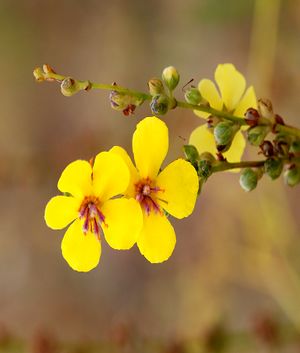 Verbascum sinuatum August 2007-1.jpg