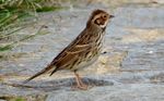 Emberiza pusilla (cropped).jpg