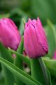 A pink tulip of the Triumph cultivar - shown here in the color "Burns"