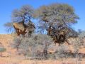 Weaverbird nest, Transkalahari highway, Namibia