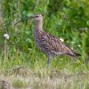 Eurasian Curlew.jpg