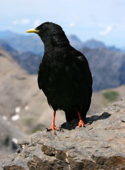 Alpine Chough by Jim Higham.jpg