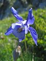 Aquilegia alpina1JUSA.jpg