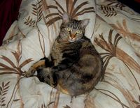 An European Shorthair.JPG