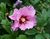 2007-07-09Hibiscus syriacus13.jpg