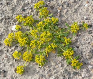 Lepidium flavum 3.jpg