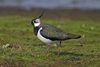 Northern-Lapwing-Vanellus-vanellus.jpg