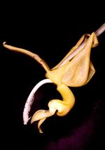 Stanhopea stevensonii Orchi 01.jpg