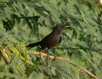 Black scrub robin.jpg