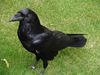 Corvus corax.001 - Tower of London.JPG