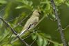 Desert Finch - Uzbekistan S4E7626-2 (23039952955).jpg