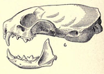 Mustelaerminaarcticaskull.png