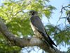 Sooty Falcon, Allée des Baobabs near Morondava, Madagascar.jpg