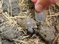 Baby tortoise, less than a day old