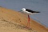 Black-winged stilt (Himantopus himantopus).jpg