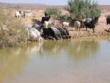 The local population use the large spaces of the Kyzyl Kum for pasturing livestock.