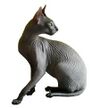 Donskoy or Don Sphynx