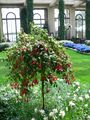 Fuchsia x hybrida, grafted standard specimen