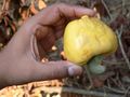 Harvested Cashew ready to be processed in Goa, India