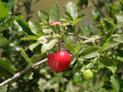 Malpighia glabra blossom and fruit.jpg