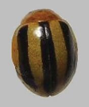 a striped ladybird