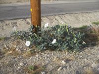 Datura in bloom