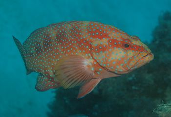 Adult coral trout hunt a variety of reef fish, particularly damselfish, while their juveniles mostly eat crustaceans such as prawns.