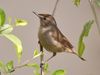 Blyth's Reed Warbler I2 IMG 9417.jpg