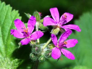 Erodium January 2008-2.jpg