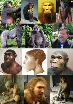 Homininae.png